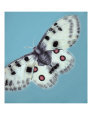 Peridae