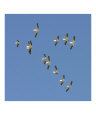 Soaring