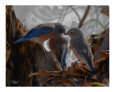 Birsd