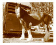 Clydesdale Horse