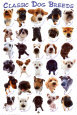 Dog Breeds