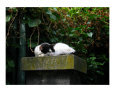 Chat Dormi