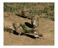 The Power of Four Art on the Verge Animals