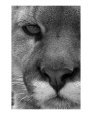 Mountain Lion