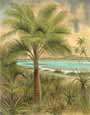 Island Palm IV