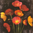 Poppy Bouquet I