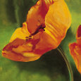 Coquelicots Dans Le Soleil I