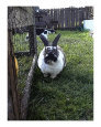 The Bunny
