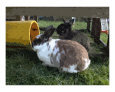 The Bunnys