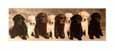 Doggie Line Up