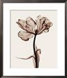 Parrot Tulips I