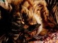 Cat with Butterfly on Nose Bugs & Insects Butterflies & Moths