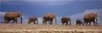 African Elephant Herd, Kenya