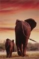 Elephant Walking with Calf