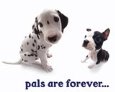 Pals