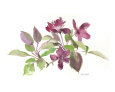 Crabapple blossoms still life study