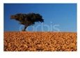 Cork Oak on Rough Terrain