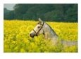 Arabian Horse Among Yellow Flowers