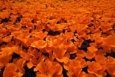 Poppies