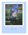 Blue Bird Art on the Verge Animals