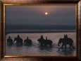 Elephants lumber into river at Sonpur