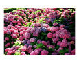 Pink Hydrangeas