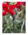 Dragonfly on Sweetpea.