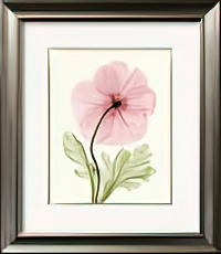 Iceland Poppy I
