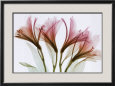 Alstromeria