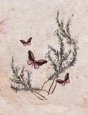 Rosemary w/ Butterflies