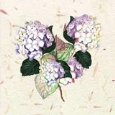 Hydrangea 2