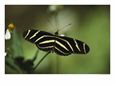 Close View of a Zerbra Butterfly on Floridas Gulf Coast