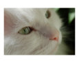 Cat Art on the Verge Animals