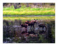 Moose Family
