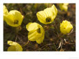 Svalbard poppies.