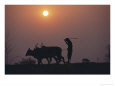 An Ox Driver with His Oxen at Sunrise