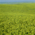 Green foliage covering miles of undulating hills.