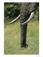 A close view of the trunk and tusks of an African elephant.