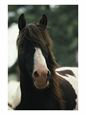 Portrait of a Wild Assateague Pony
