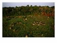 Aerial Shot of a Herd of African Elephants Crossing a Forest Clearing