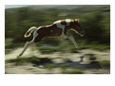 Wild Pony Foal Running
