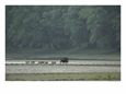 Wild Boar and her Piglets Running along a River Bank