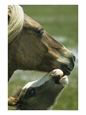 Wild Pony Foal Nuzzling its Mother