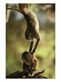 Two Juvenile Geladas Play Together in a Tree
