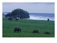 Herd of African Elephants Wandering near the Shore