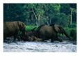Herd of Forest Elephants Crossing a River