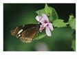 Butterfly Eating Nectar from a Flower Blossom