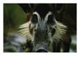 Close View of a Western Bush Pig