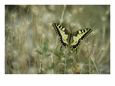 Swallowtail Butterfly Perched on Delicate Grass Seedheads