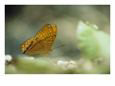 Butterfly with Golden Yellow Wings